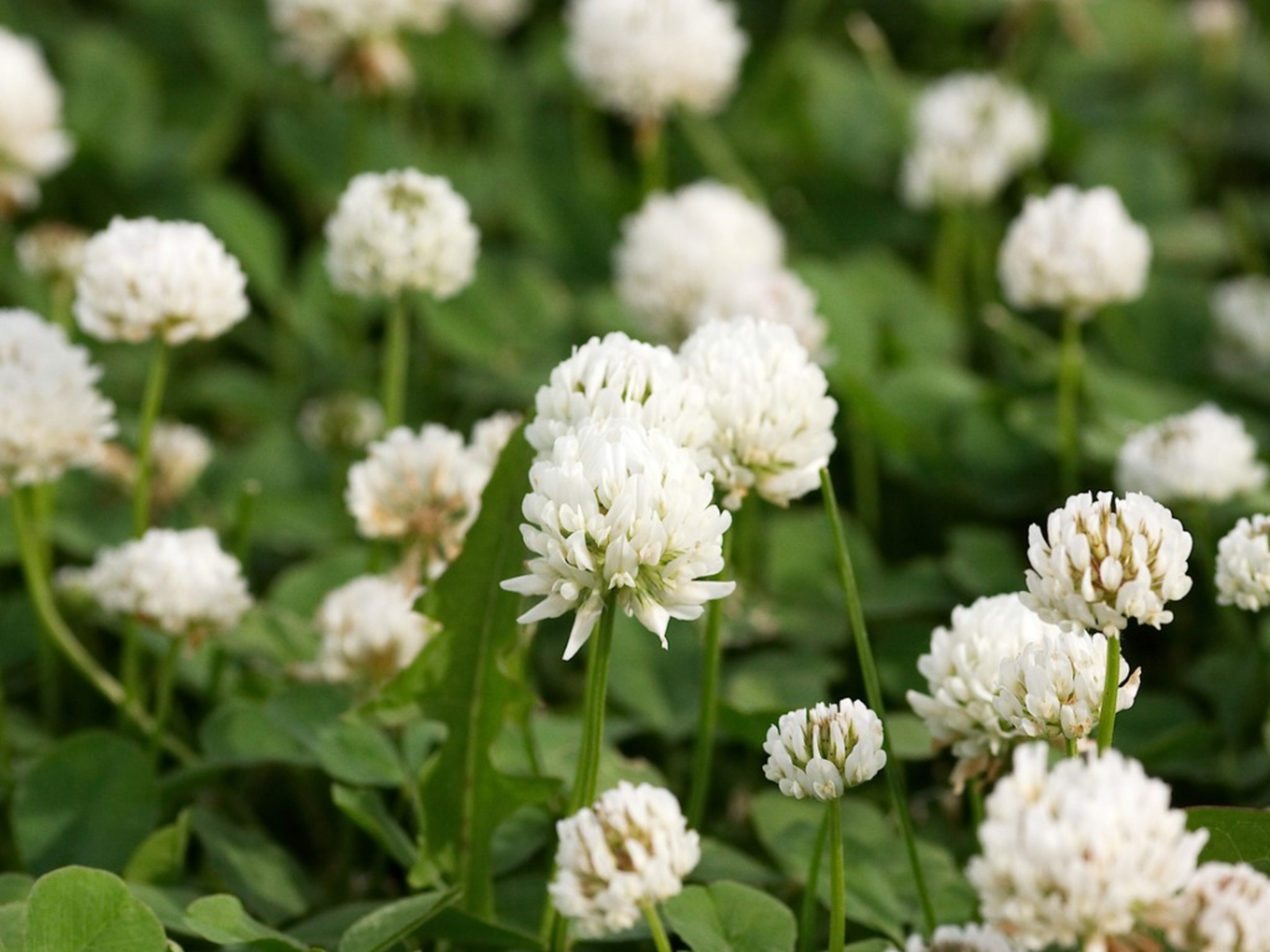 How To Get Rid Of Clover – 10 Easy Steps