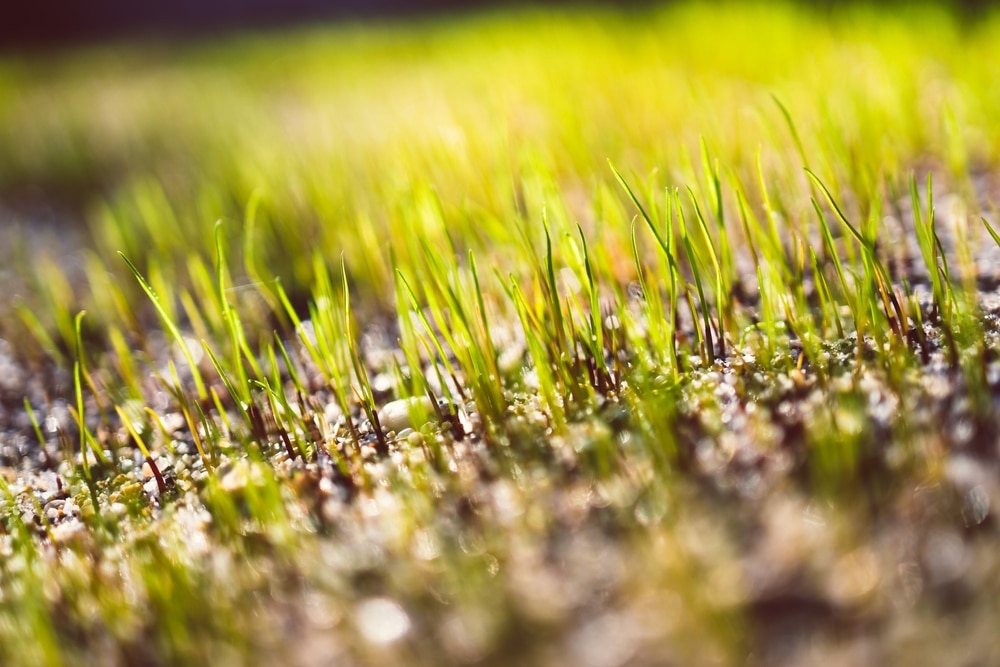 How Long Does New Grass Take To Grow? – Only Several Days?