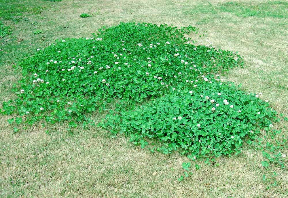 How To Get Rid Of Clover In Lawn A Complete Guide