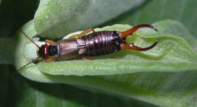 What Do Earwigs Eat? How To Get Rid Of Earwigs？