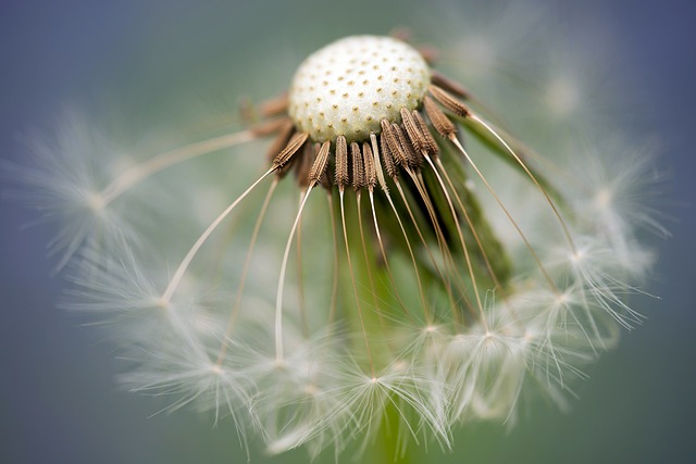 What Is A Dandelion All You Want To Know