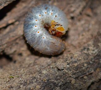 Baby Grubs: What Are They? How To Get Rid Of Them?