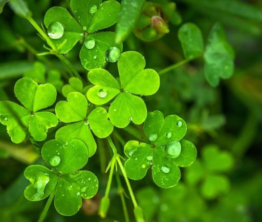 All About Clover Grass, You Should Know