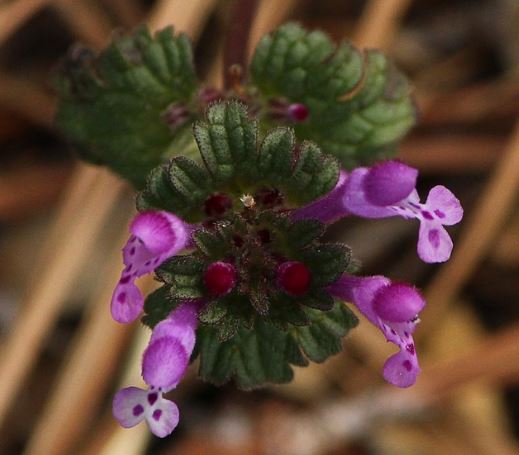 How To Find And Control Henbit Weed?