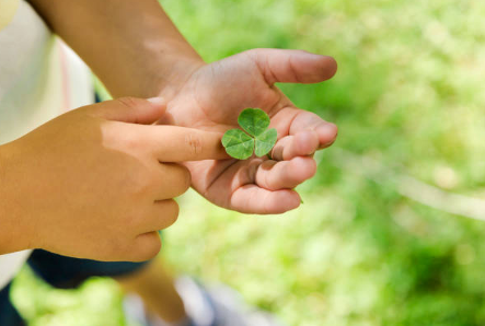 how to get rid of clover in your yard