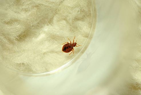 Do Bed Bugs Fly? What And How