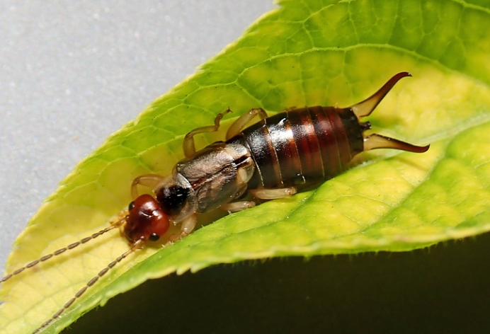 Can Earwigs Fly? All Facts About Earwigs You Should Know