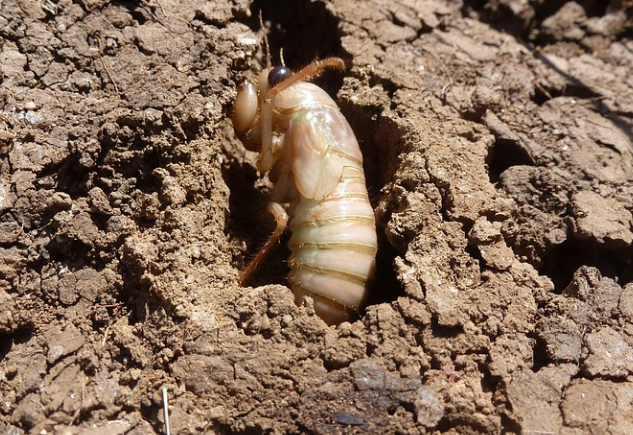 Garden Grubs Identification: Appearance And Management
