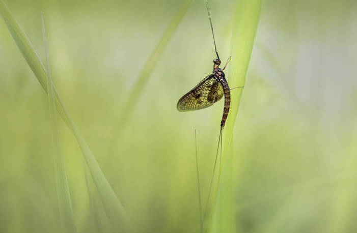 how to get rid of mayflies