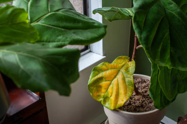 When To Repot Fiddle Leaf Fig? How To Repot?